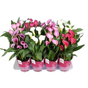 Cala Zantedeschia, H 40-50 cm