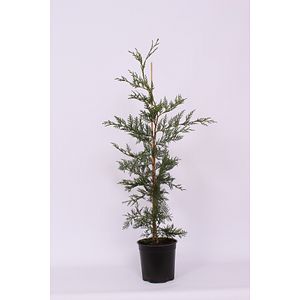 Chiparos Leylandii