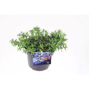   Lithodora