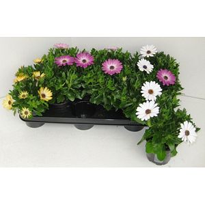 Mix Osteospermum, 10.5 cm