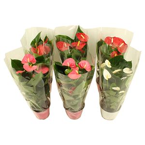 Anthurium mix, in ghiveci, 55 cm