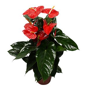 Anthurium rosu, in ghiveci, 65 cm