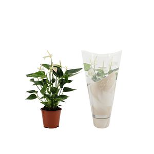 Anthurium alb, in ghiveci