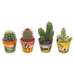 Mix Cactus, in ghiveci, 10 cm