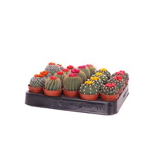 Mix cactus cu flori de paie, 8 cm