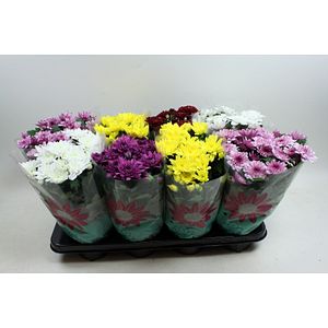Mix dublu crizanteme, in ghiveci, 27 cm