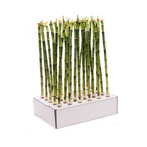 Dracaena Dreapta