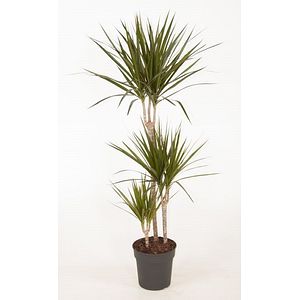 Dracaena Marginata, in ghiveci, 57 cm