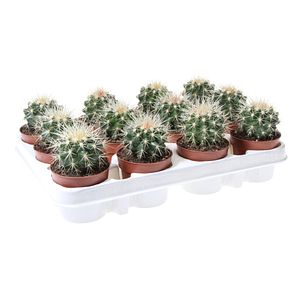 Cactus Perna Soacrei, in ghiveci, 10 cm
