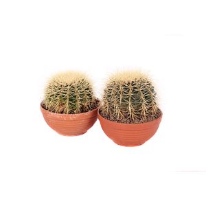 Cactus Grusonii, D12 cm, H 20 cm