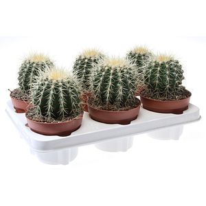 Cactus Grusonii, D 20 cm, H 25 cm