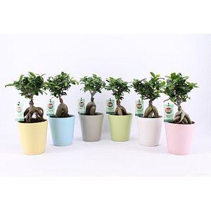Ficus Ginseng In, in ghiveci
