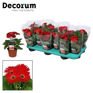 Gerbera rosie, in ghiveci