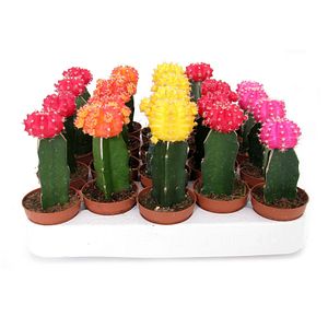 Mix Cactus Gymnocalicium, in ghiveci, 12 cm