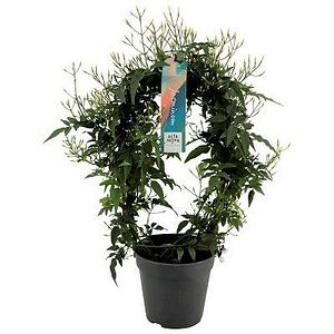 Planta interior Jasminum Bow, in ghiveci