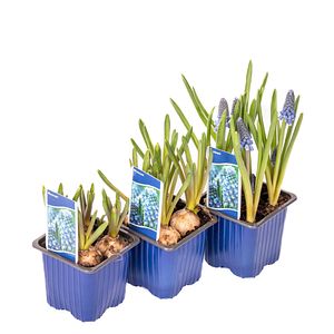 Muscari 4 Bulbi D7