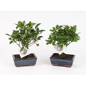 Mix Bonsai, in ghiveci, 15 cm