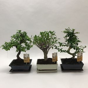 Bonsai, in ghiveci, 20 cm