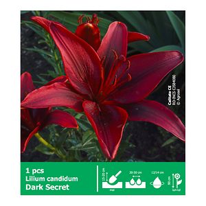 Crin Dark Secret