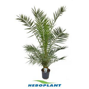 Phoenix Canariensis, in ghiveci, 130 cm