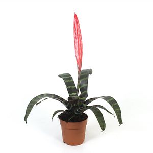 Vriesea Splenriet