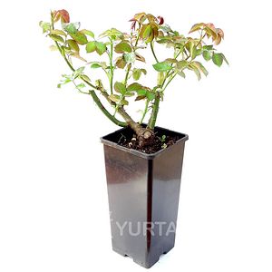 Trandafir, la ghiveci, 2 L