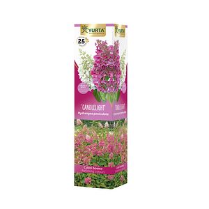 Hortensie Premium