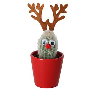 Cactus asortat, 5.5 cm