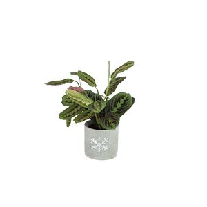 Mix Calathea, in ghiveci, 13 cm