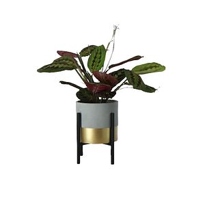 Mix Calathea, in ghiveci, 13 cm