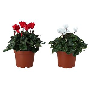 Mix Cyclamen, 12 cm