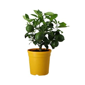 Mini lamai, 14 cm