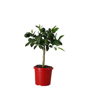 Lamai red, 15 cm