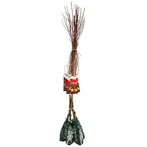 Pom Fructifer Specia Piersic