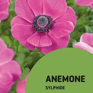 Bulbi anemone Sylphide VERVE, 15 bucati