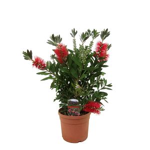 Callistemon Laevis 50 60 cm In Ghiv.