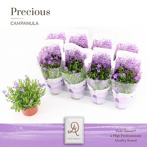 Planta Exterior Campanula 18 25 cm