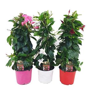 Planta Dipladenia Piramids 60 65 cm