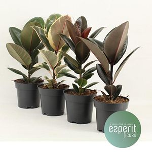 Ficus Elastica
