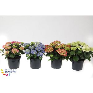 Mix Hortensie Macrophylla D 23 cm