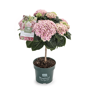 Planta mix Hydrangea Magical, 1 tija, inaltime 50-55 cm