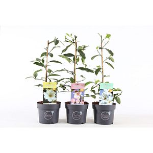 Magnolia, D 19 cm, H 40 - 60 cm