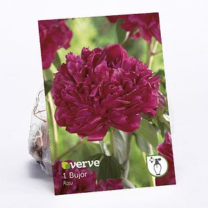 Bulb Bujor VERVE, rosu