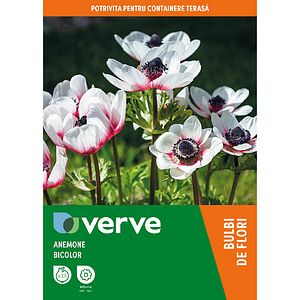 Bulbi anemone bicolor VERVE, 15 bucati