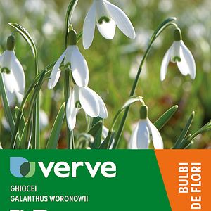 Ghiocei Galanthus Woronowii VERVE, 10 bulbi