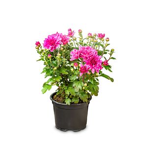 Chrysanthemum D12