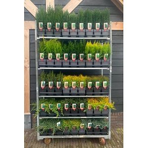 Mix Conifer