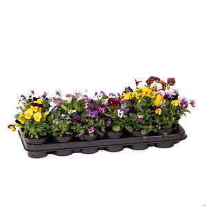 Viola Cornuta D9Cm