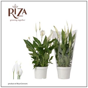 Crinul Pacii Bellini D13 Cm