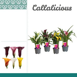 Calla Zantedeschia D10.5 Cm